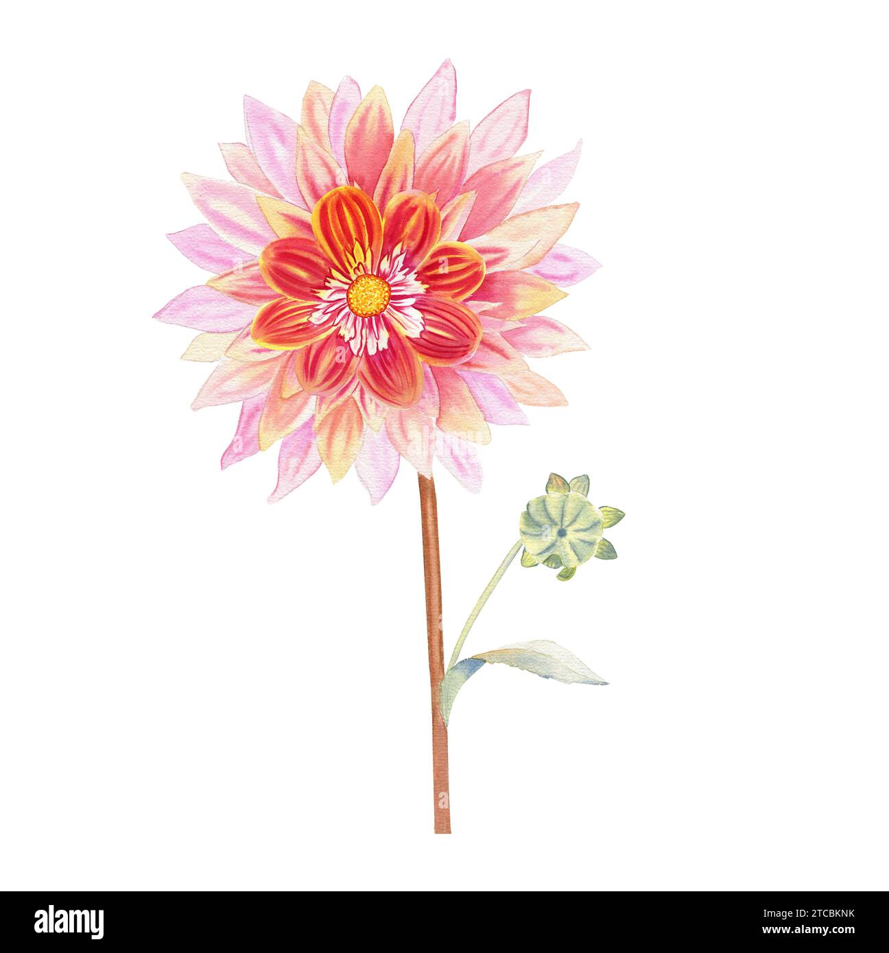 Dahlienblume Aquarellillustration. Handgezeichnetes, realistisches botanisches Bild für Postkarten und Einladungen. Stockfoto