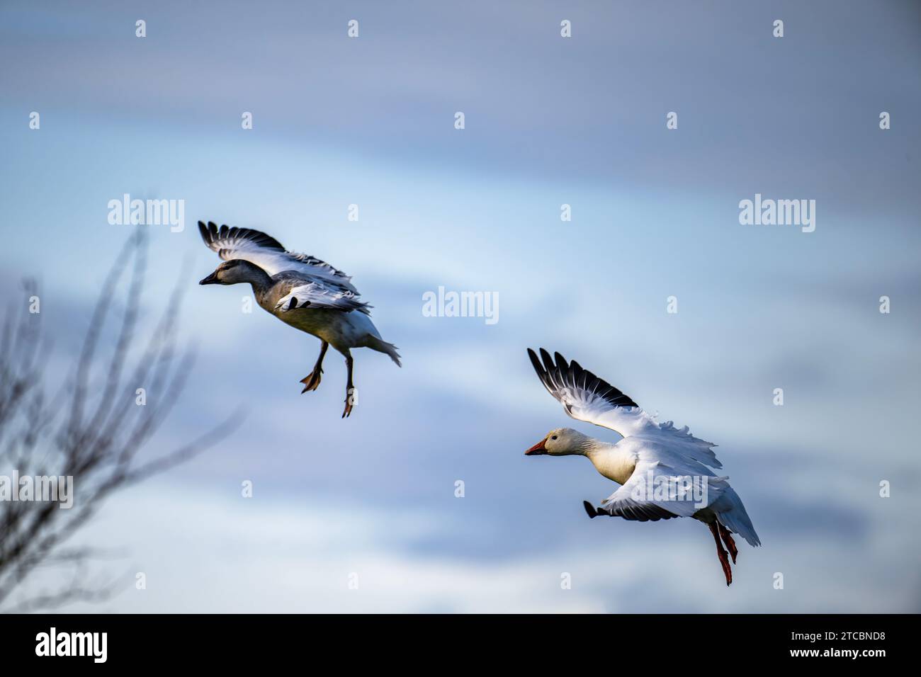 Eine Nahaufnahme von zwei Schneegänsen, die in Parksville, Vancouver Island fliegen Stockfoto