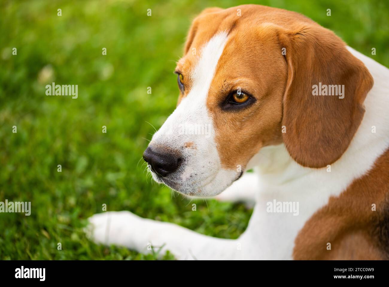 Hund ruht auf Gras im Schatten an heißen Sommertagen. Kopierraum im Hintergrund des Hundes Stockfoto