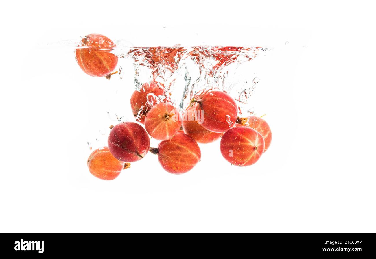 Strauß roter Stachelbeeren in das klare Wasser sinken, auf weißem Hintergrund. Health Food Konzept Stockfoto
