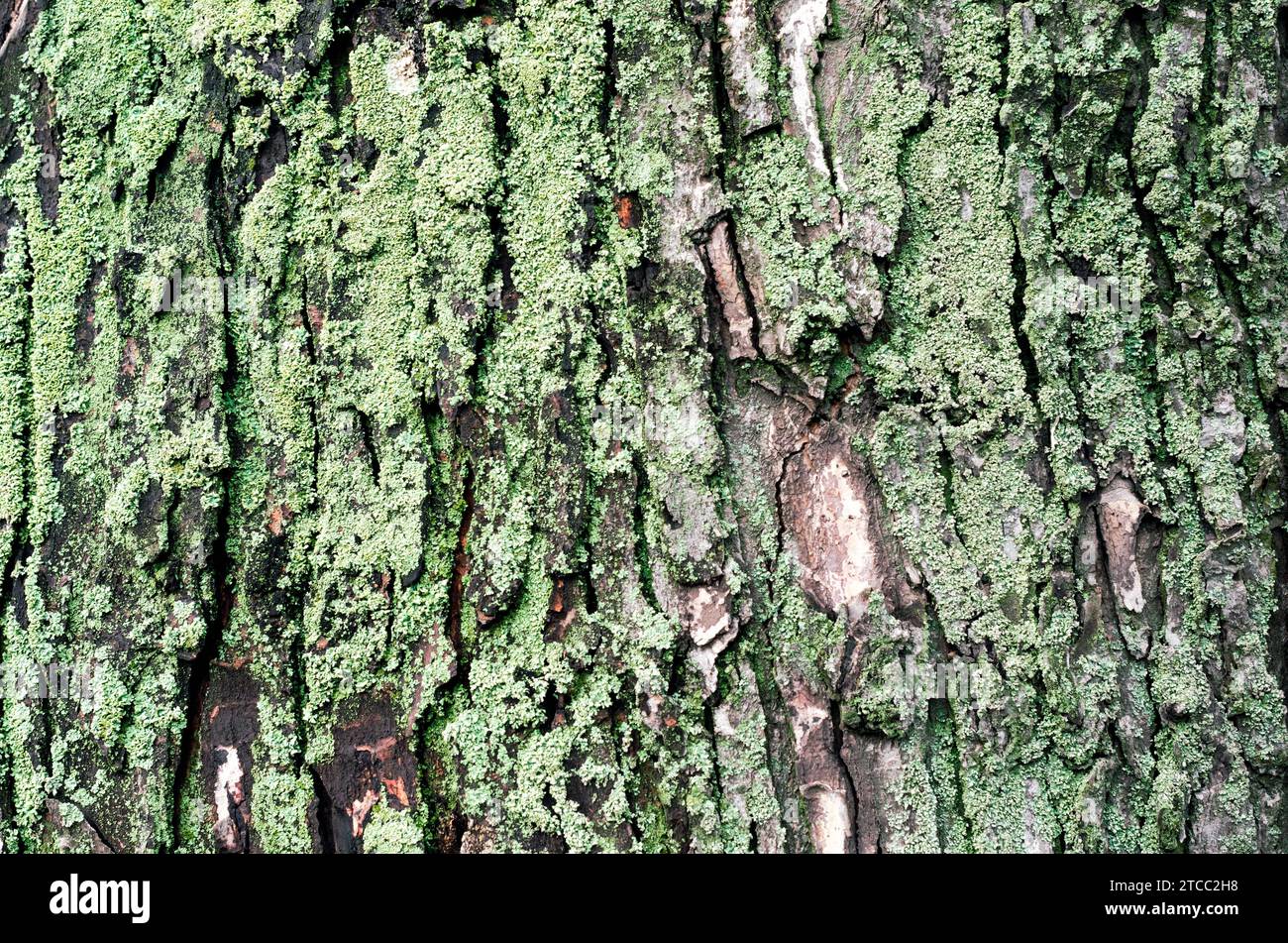 Hölzerner Hintergrund Ahornbaum Stamm mit grünem Moos Stockfoto