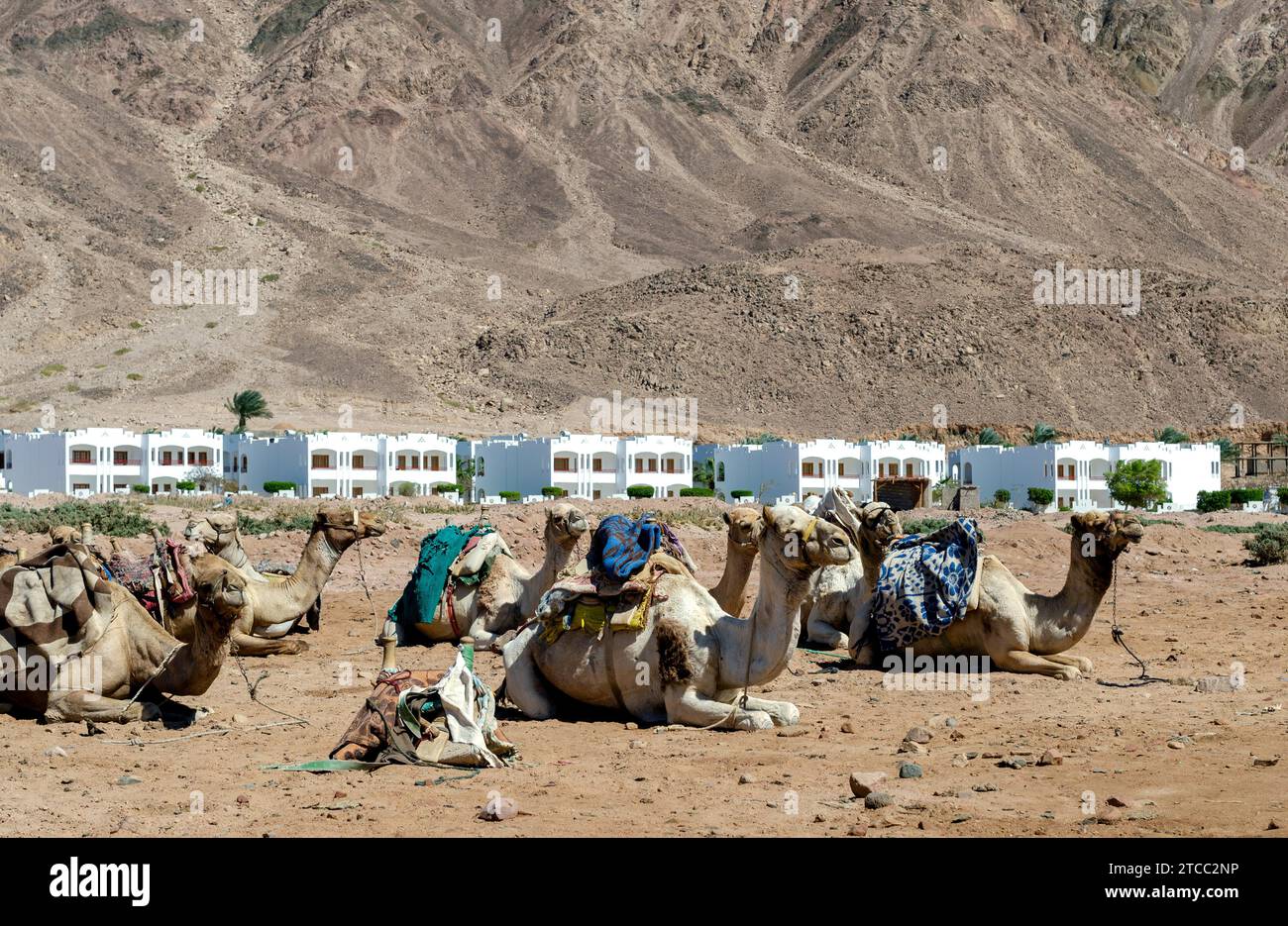 Viele Kamele ruhen auf dem Sand in der Nähe der Stadt in Ägypten Stockfoto