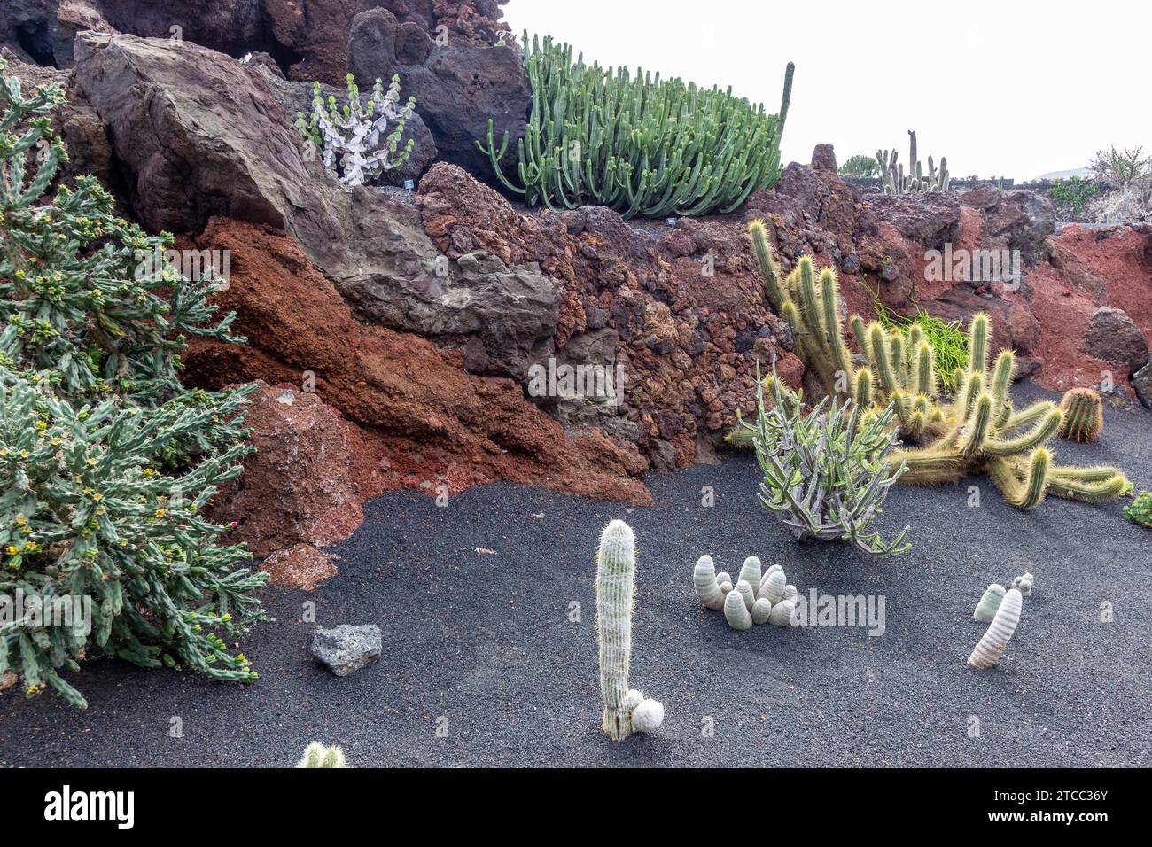 Verschiedene Kakteenarten im Jardin de Cactus von Cesar Manrique auf der kanareninsel Lanzarote, Spanien Stockfoto