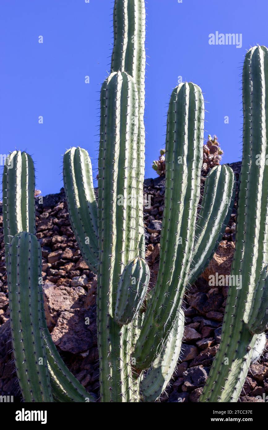 Cactus in Jardin de Cactus von Cesar Manrique auf der kanarischen Insel Lanzarote, Spanien Stockfoto