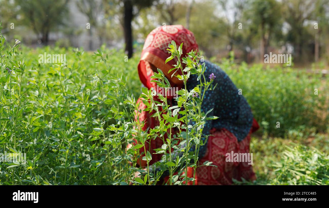 Eine Farmerin, die in die Kamera schaut und lächelt, Alfalfa-Pflanzen. Grüne Ernte-Hülsen von Alfalfa-Pflanzen mit attraktiven Nicken. Stockfoto