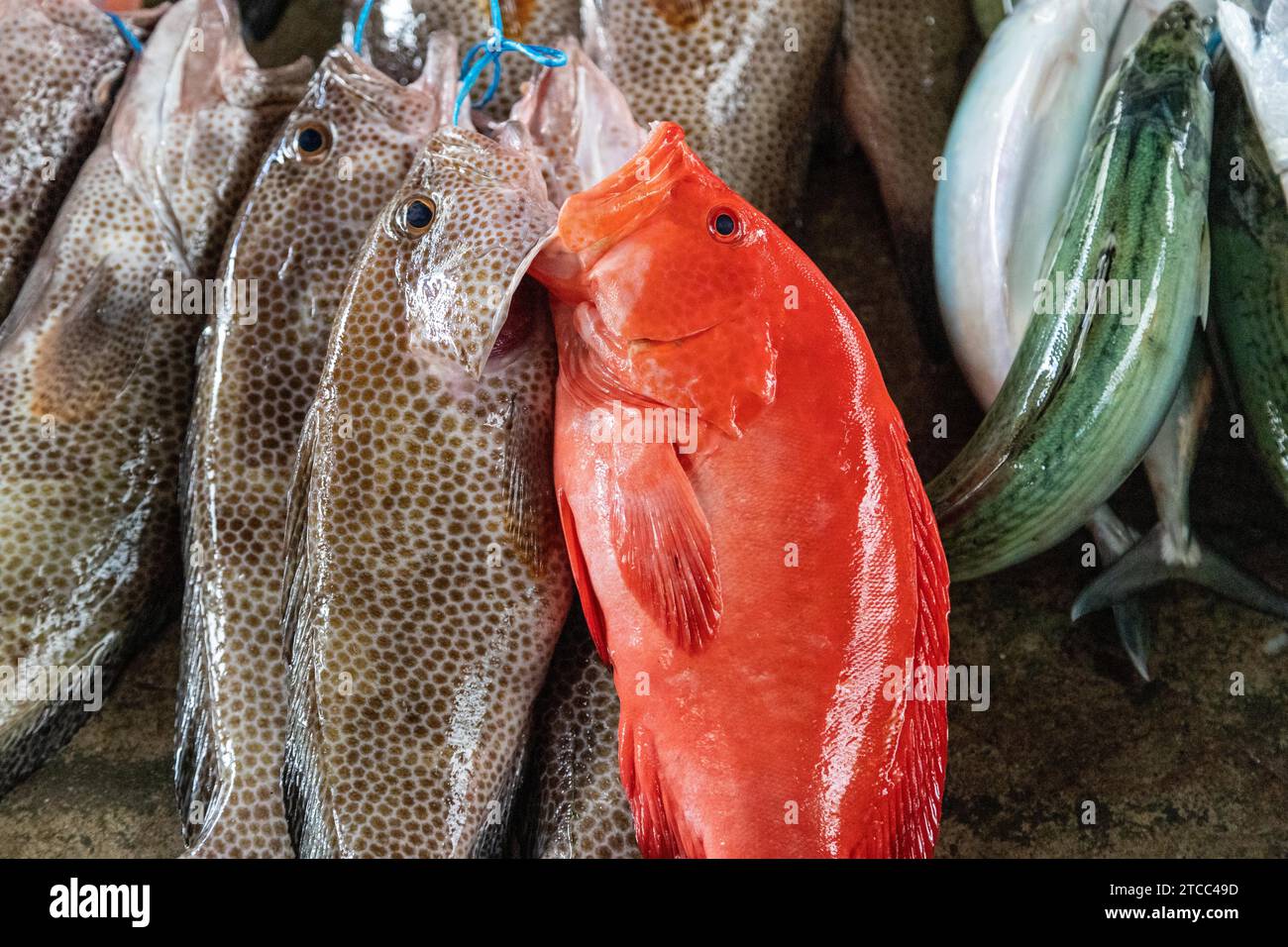 Fisch auf einem Markt in Victoria, Seychellen Stockfoto