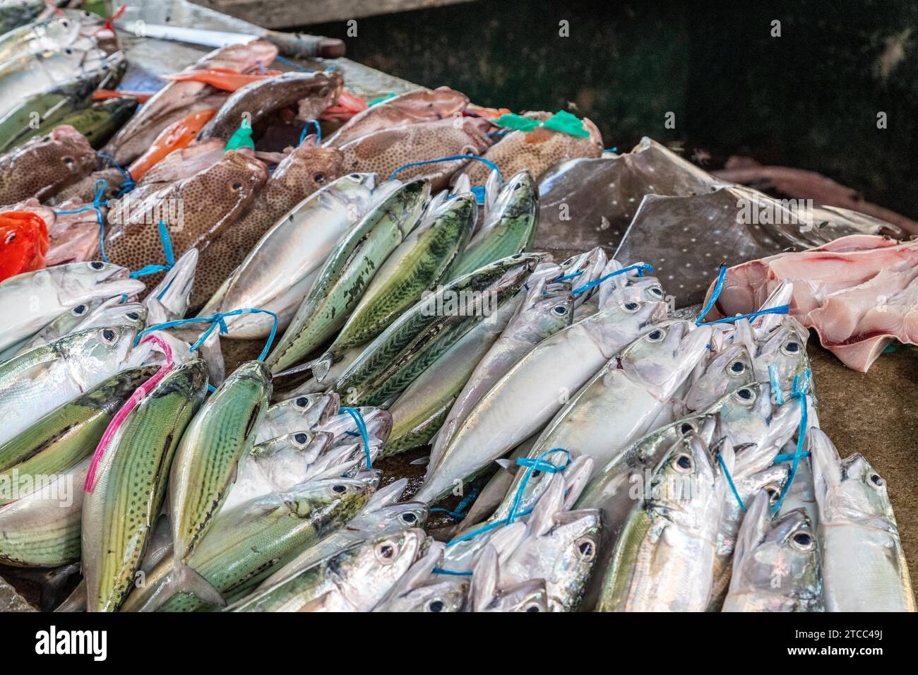 Fisch in verschieden Farben auf einem Markt in Victoria, der Hauptstadt der Seychellen. Stockfoto