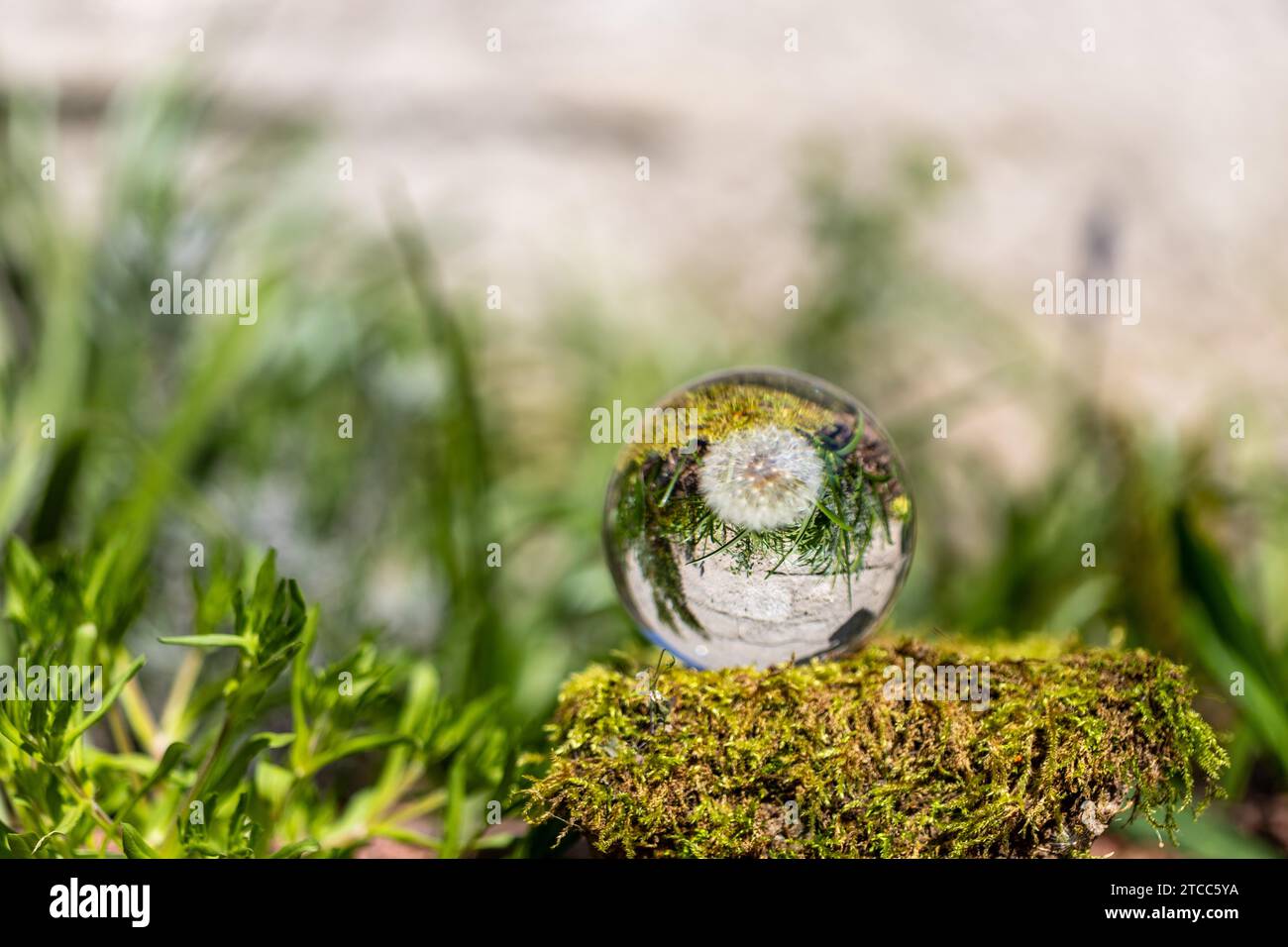 Kristallkugel mit Löwenzahn Blume auf Moos bedeckten Stein von einem grünen Gras umgeben Stockfoto