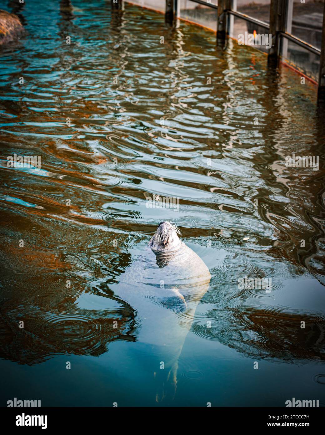Ein majestätischer weißer Eisbär, der anmutig in einem großen, transparenten Wasserbecken schwimmt, das sich in der Nähe eines hölzernen Docks befindet Stockfoto