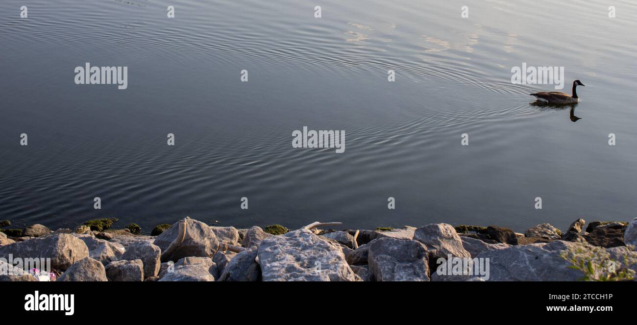Eine schwarze Ente schwimmt im stillen Wasser eines ruhigen Sees in Brooklyn Stockfoto