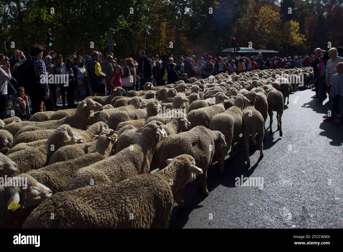 Madrid, 25.10.2015. Schafe durch das Zentrum Madrids, während sie durch den Cañada Real fahren, beim Transhumance Festival. Foto: Isabel Permuy ARCHDC. Quelle: Album / Archivo ABC / Isabel B Permuy Stockfoto