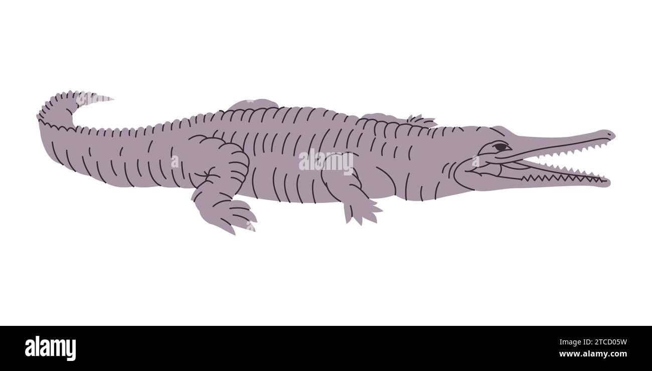 Graue Farbe Krokodil oder Alligator wildes Naturtier großes Raubtier gefährliches Raubtier fleischfressenes Reptil Stock Vektor