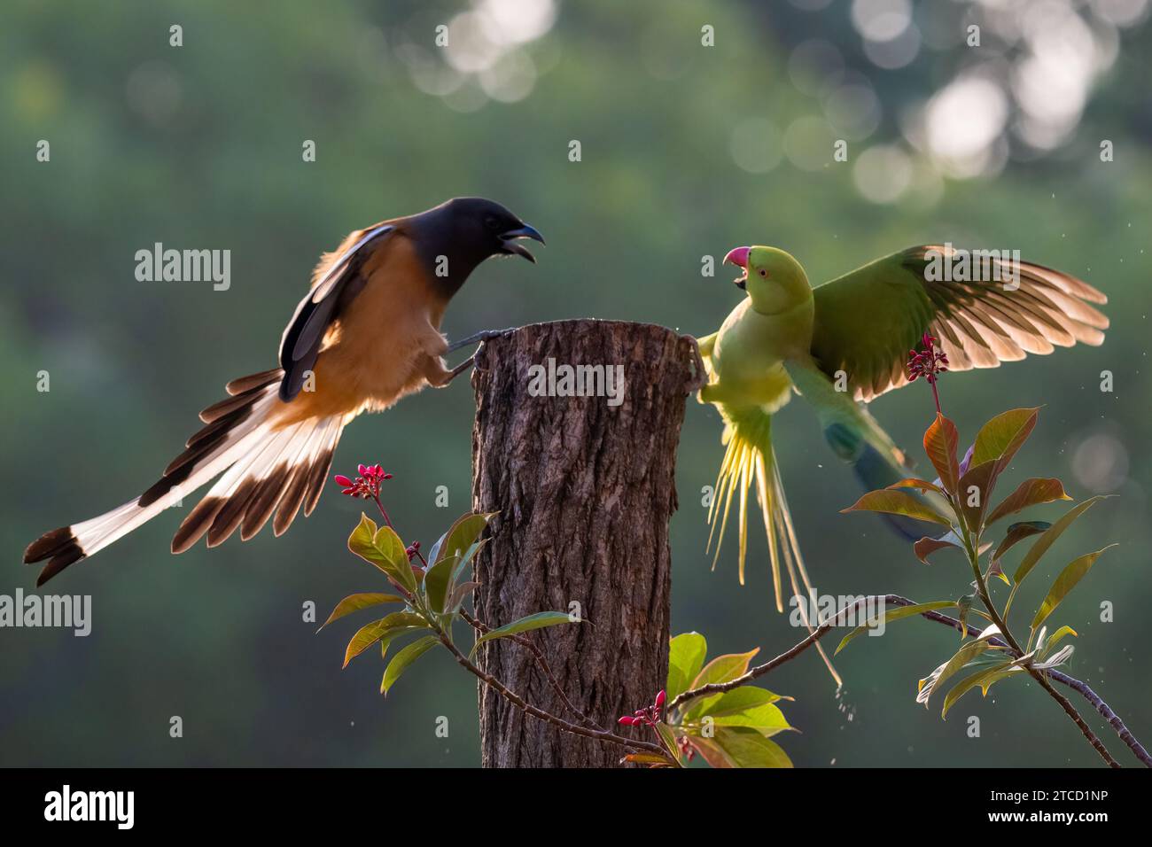 Der Papagei und Baumwipfel kämpfen um das Territorium CHANDIGARH, INDIEN COMEDIC-Bilder zeigen einen schlecht erzogenen Indianerring-Papagei mit Hals und einen mürrischen Baumwipfel Stockfoto