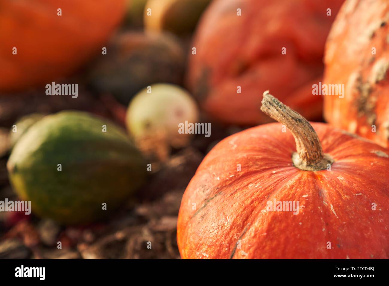 Nahaufnahme von rundem reifem orangefarbenen Kürbis auf der Ladentische unter anderen Kürbissen. Bildausschnitt eines schönen Kürbis im Garten während der Erntezeit. Konzept von Stockfoto