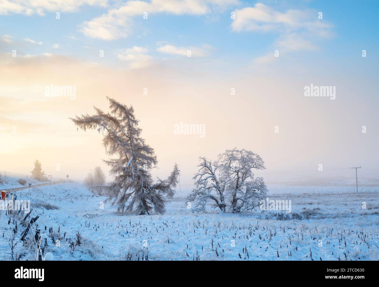 Larix und Betula pendula. Lärchen und Silberbirken im Nebel und Schnee kurz nach Sonnenaufgang. Morayshire, Schottland Stockfoto