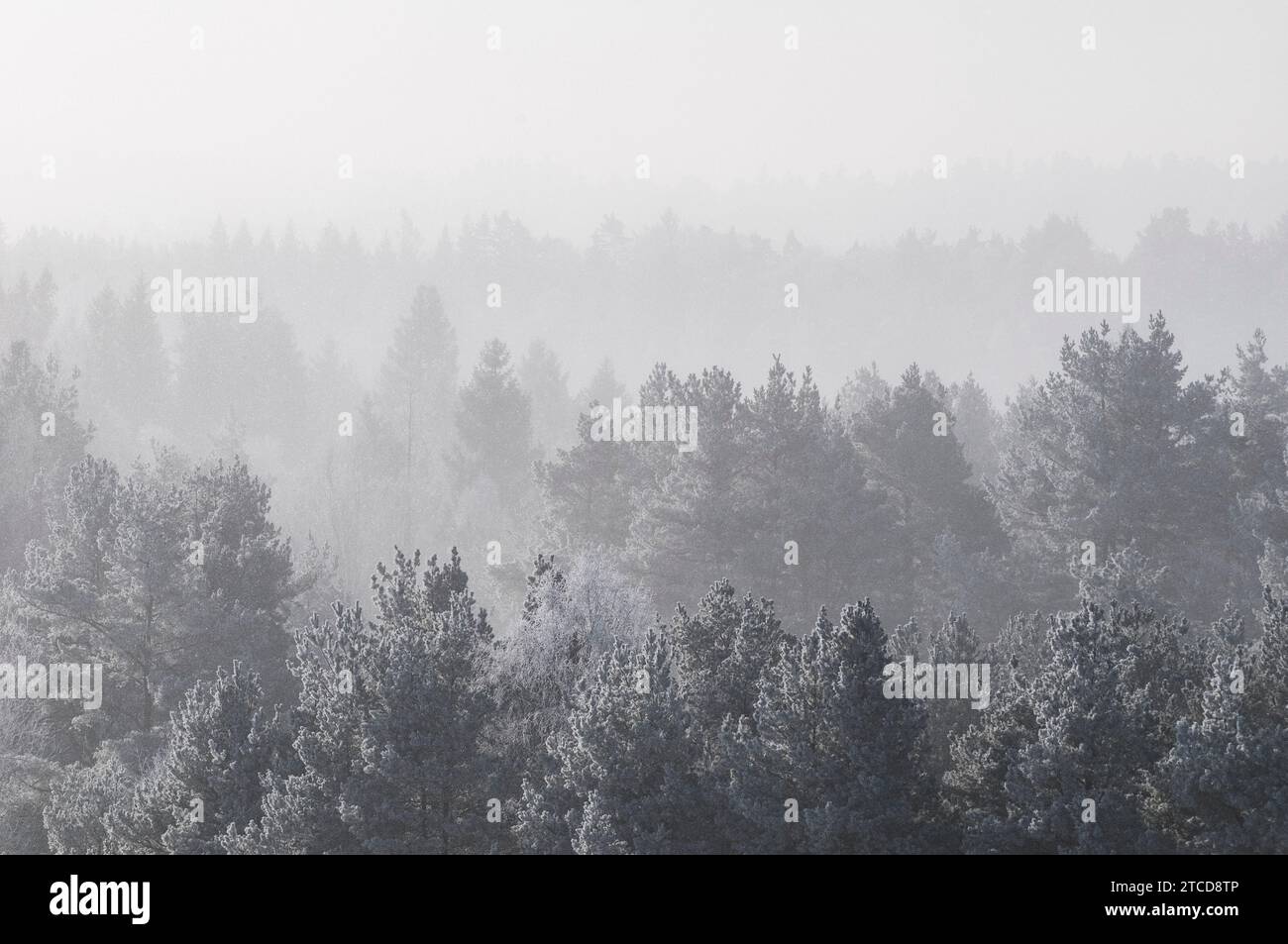 Ruhiger Winterwald, umgeben von Nebel, gelassen und unberührt. Stockfoto