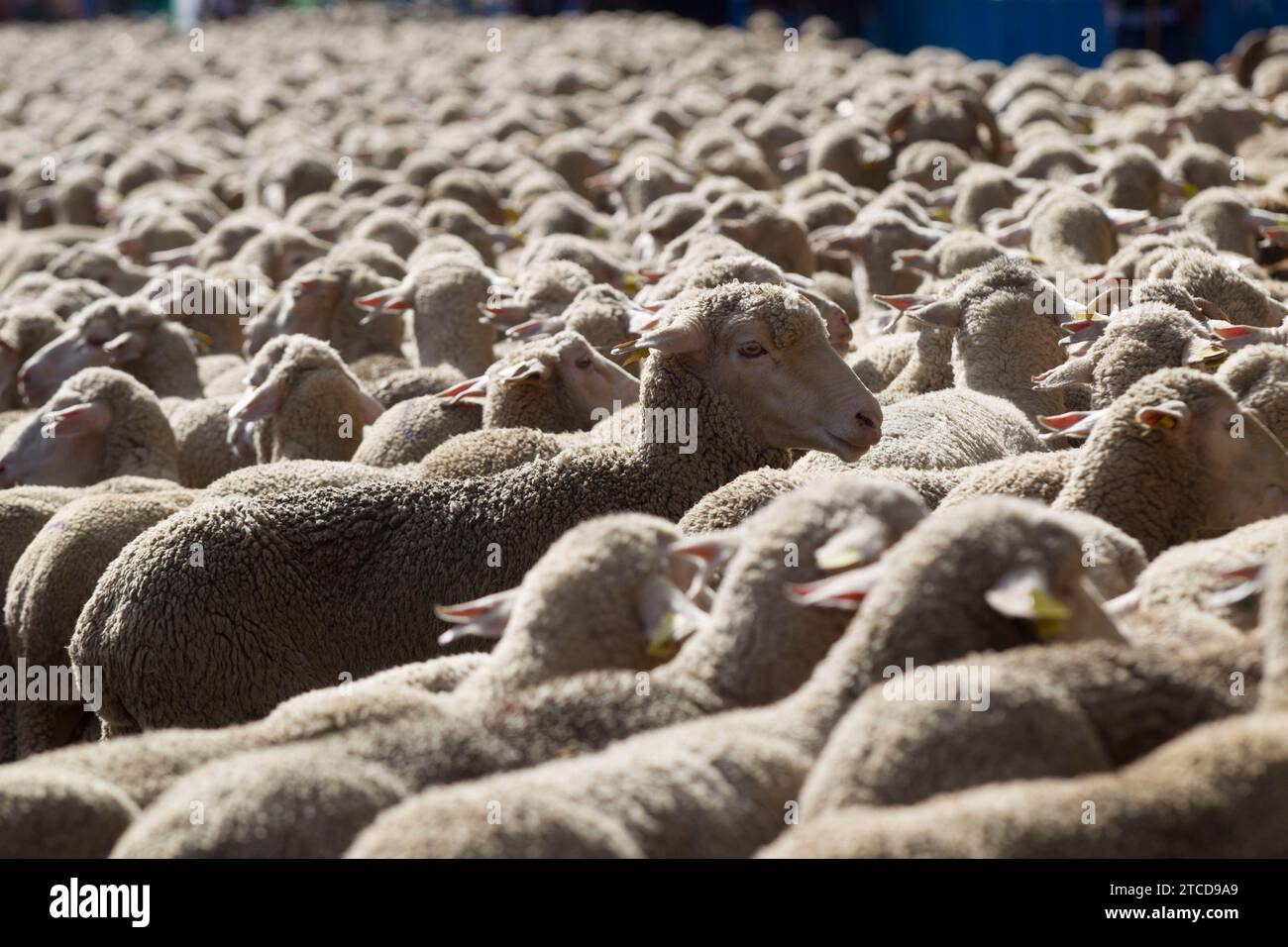 Madrid, 25.10.2015. Schafe durch das Zentrum Madrids, während sie durch den Cañada Real fahren, beim Transhumance Festival. Foto: Isabel Permuy ARCHDC. Quelle: Album / Archivo ABC / Isabel B Permuy Stockfoto