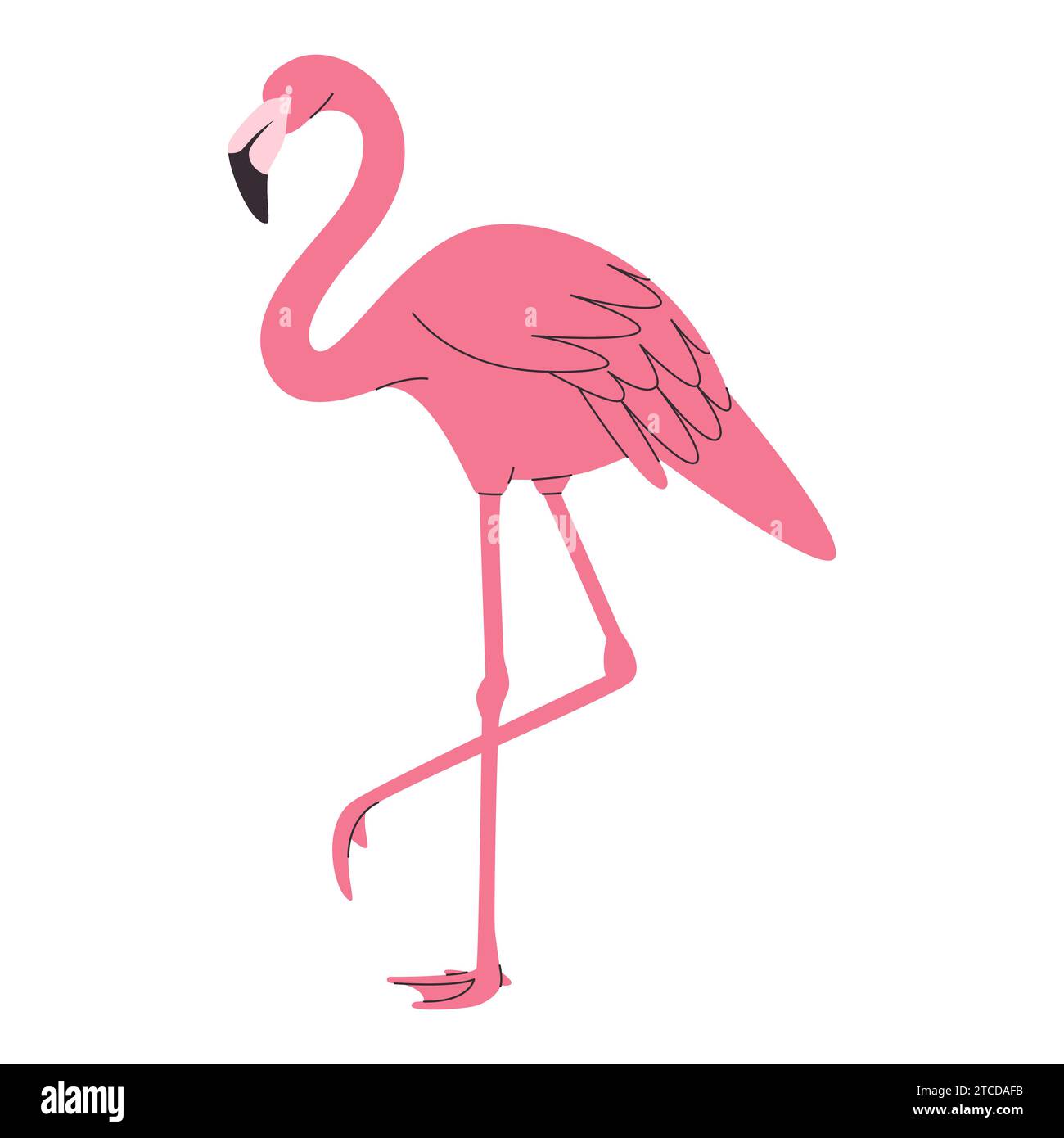 Rosa Farbe Flamingo Vogel wilde Natur tropische schöne Tierfedern haben langen Hals und Fuß Stock Vektor