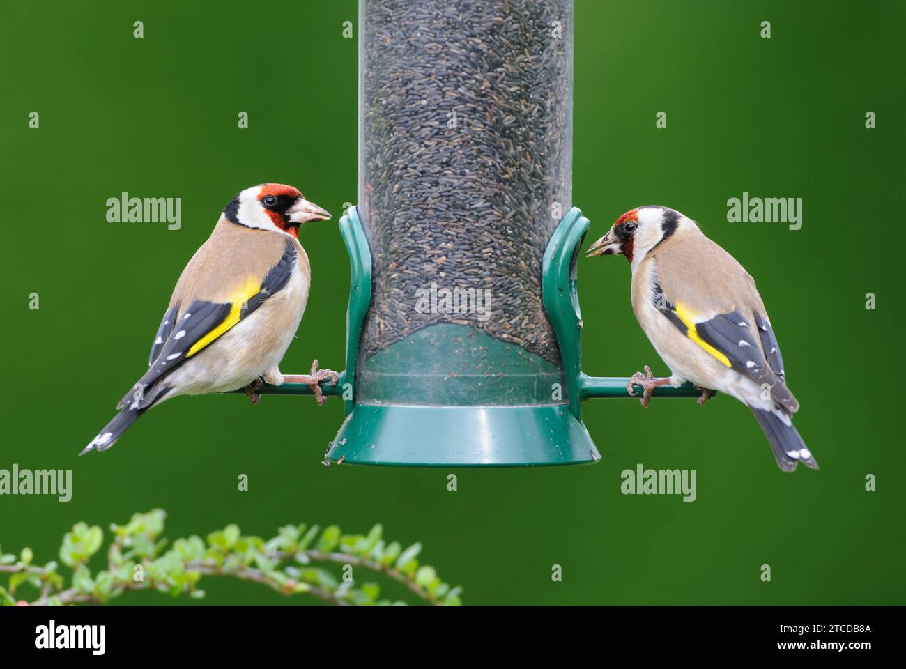 Europäischer Goldfink Carduelis carduelis, Paar auf Nyger-Saatgutzufuhrer im Garten, County Durham, England, Großbritannien, Mai. Stockfoto