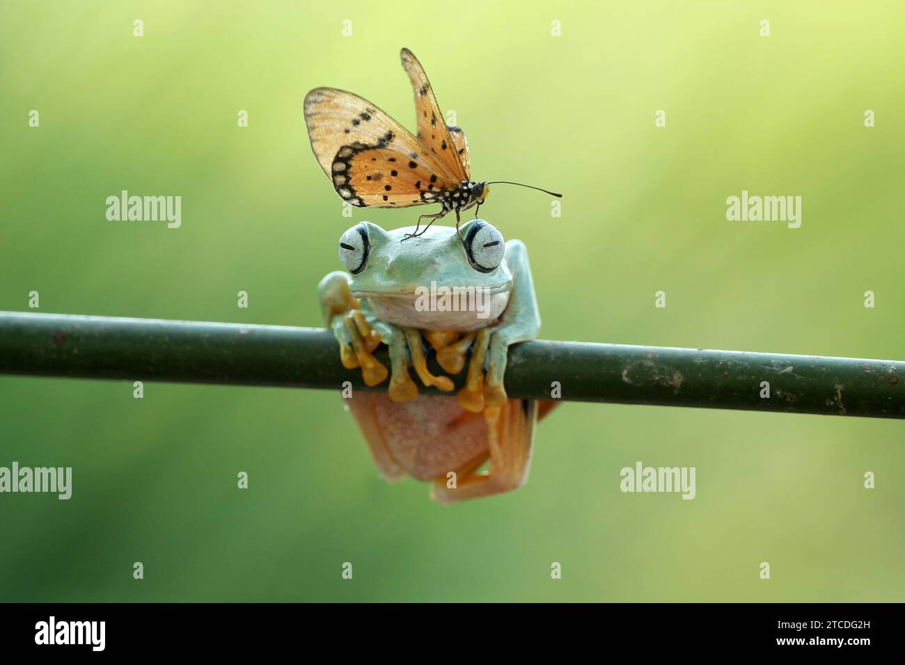 Frosch und Schmetterling Freundschaft INDONESIEN URKOMISCHE Bilder zeigen einen Tawny Coster Schmetterling, der wie ein lebender Hut auf dem Kopf eines fliegenden Frosches sitzt. Pho Stockfoto