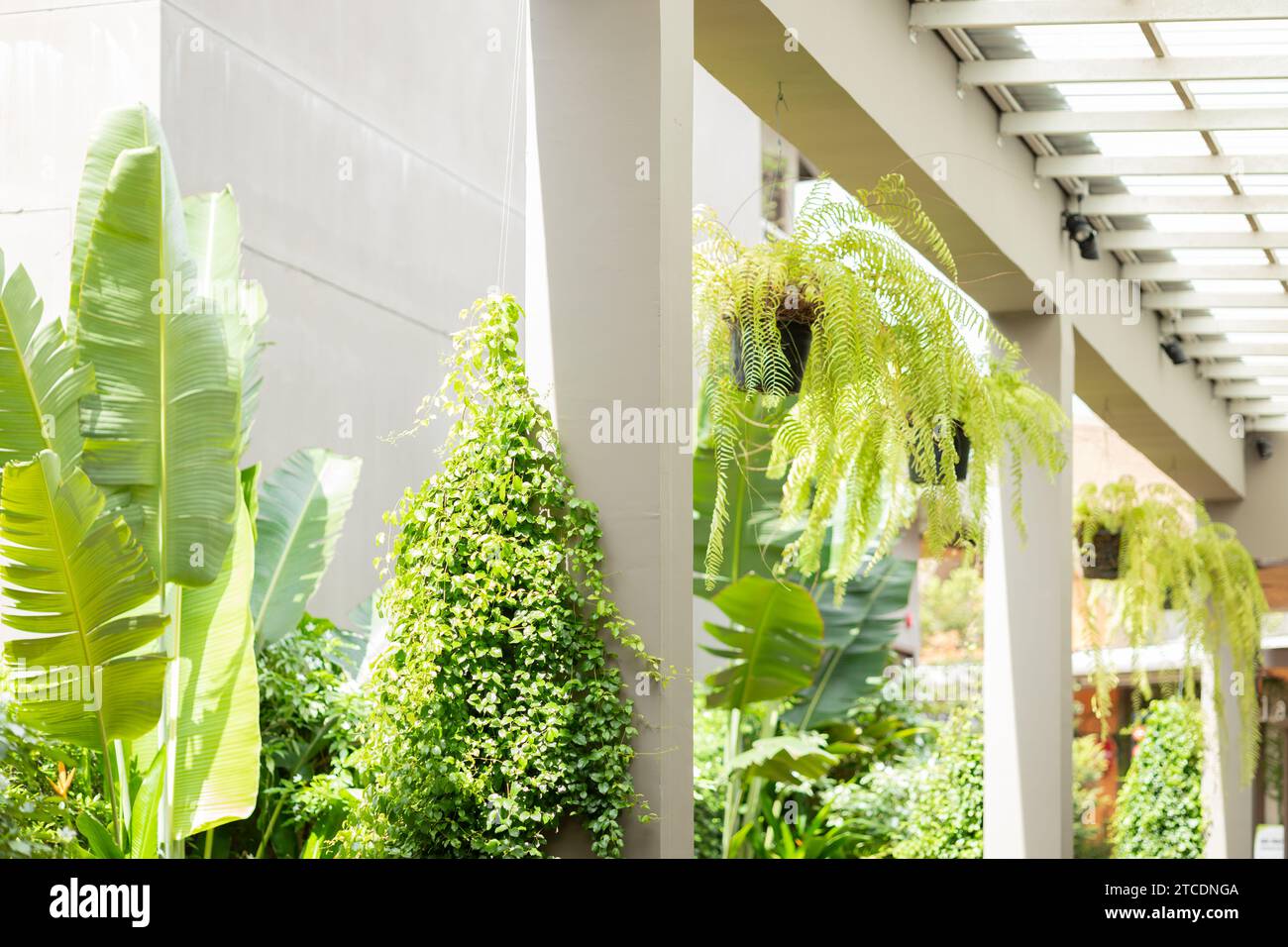 Grüner Öko-öffentlicher Bereich, Garten-Flur-Gebäudebereich mit Inneneinrichtung mit Botanik-Baum zur Energieeinsparung, erfrischende Kühlluft und Ozon. Stockfoto