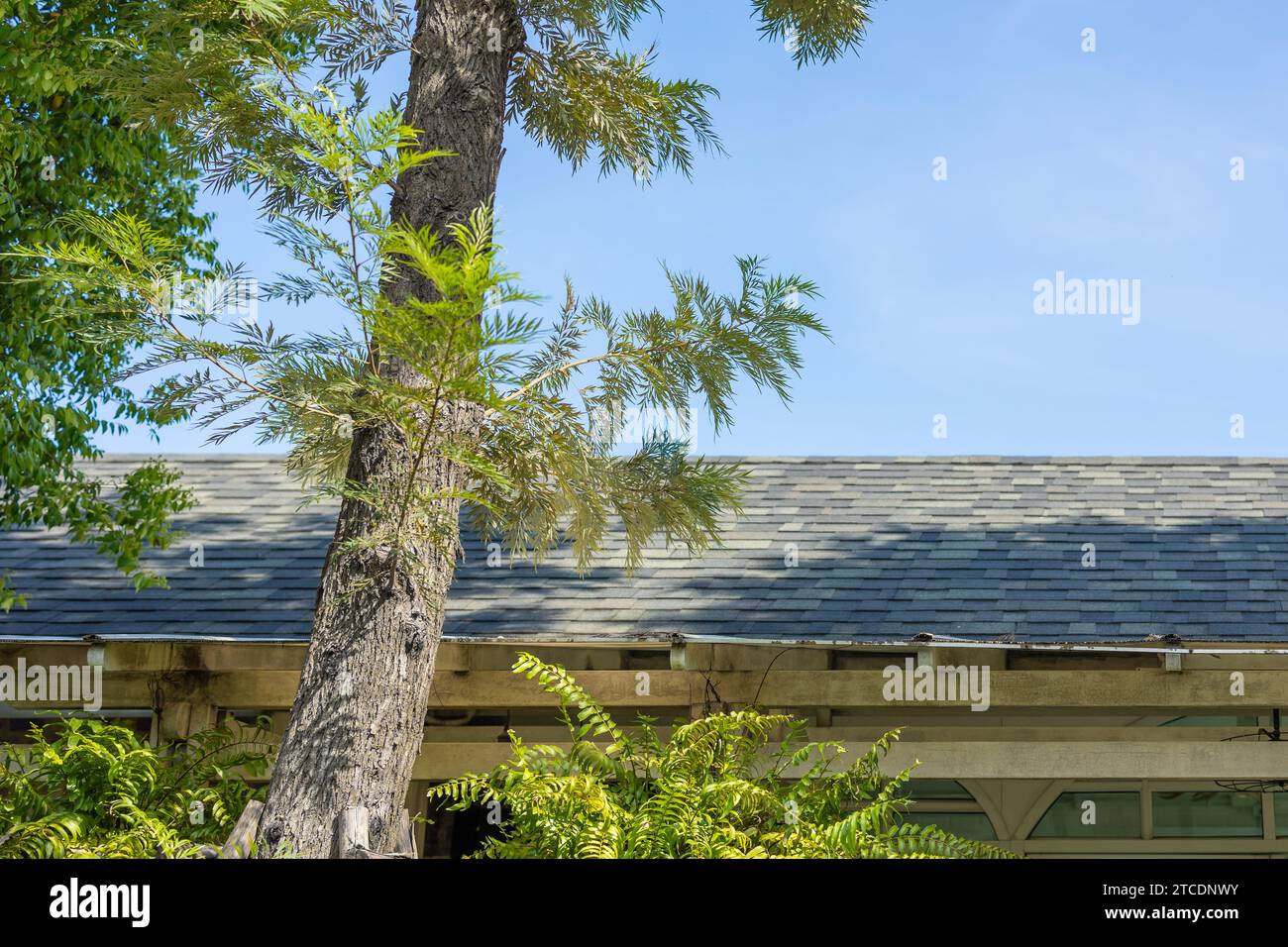 Großer Baum Sonnenschirm auf dem Dach für grünes Öko Haus spart Energie Kühlung Haus uv-Schutz reduzieren durch die Verwendung von Klimaanlage niedrige Stromkosten. Stockfoto