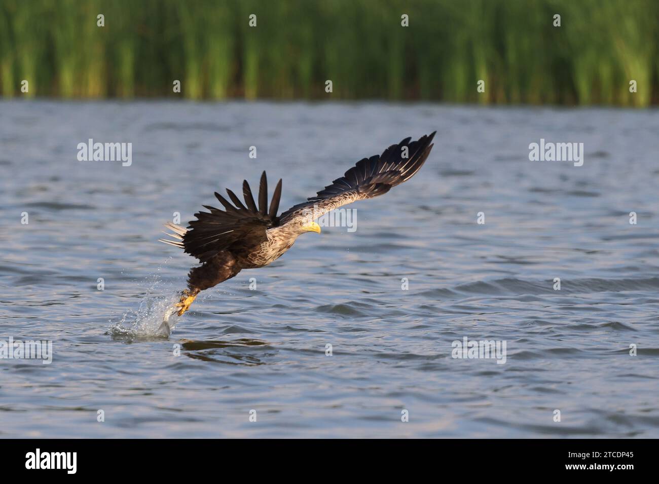 Seeadler (Haliaeetus albicilla), Fang eines Fisches im Flug, Seitenansicht, Deutschland, Mecklenburg-Vorpommern, Malchiner See Stockfoto