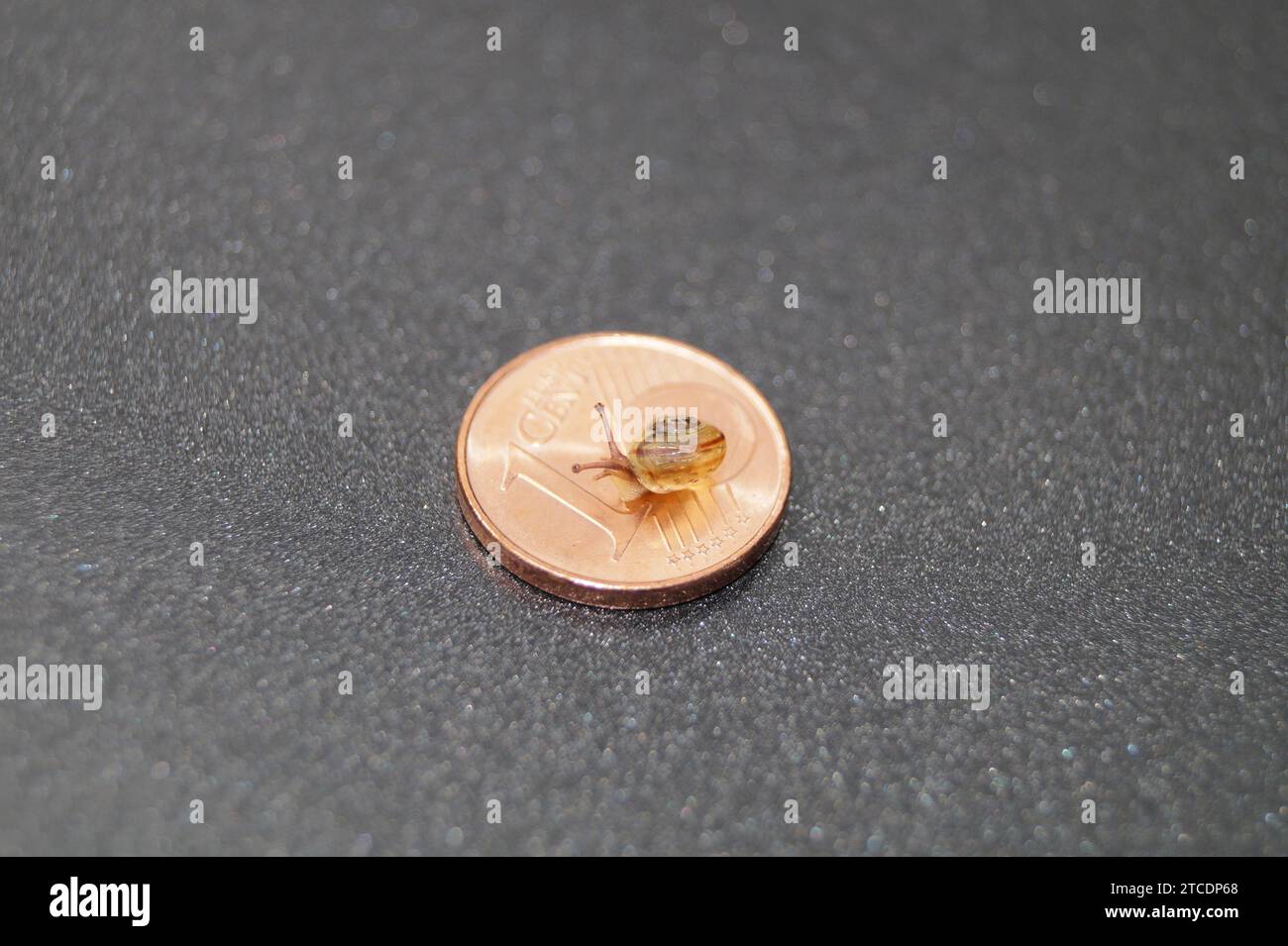 Eurocent mit Schnecke Stockfoto