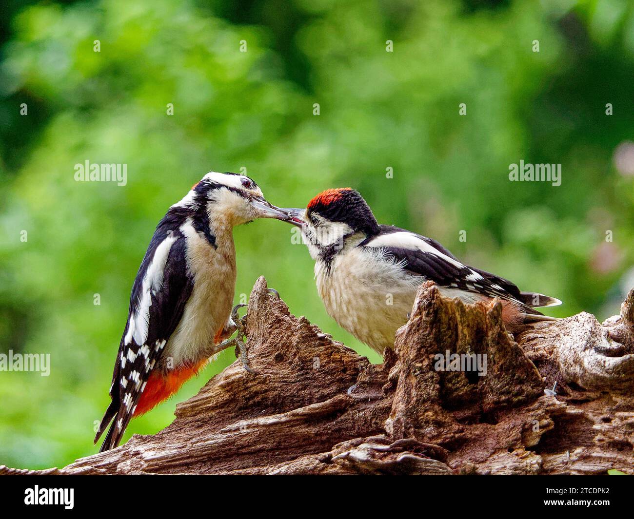 Großspecht (Picoides Major, Dendrocopos Major), männliche Fütterung von jungen Vögeln auf totem Holz, Seitenansicht, Niederlande, Gelderland Stockfoto