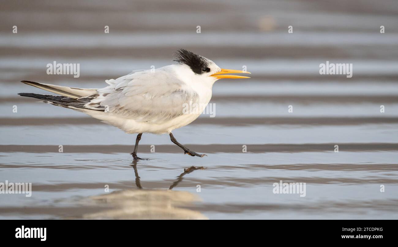 Elegante Seeschwalbe (Thalasseus elegans, Sterna elegans), Erwachsener am matschigen Strand, USA Stockfoto