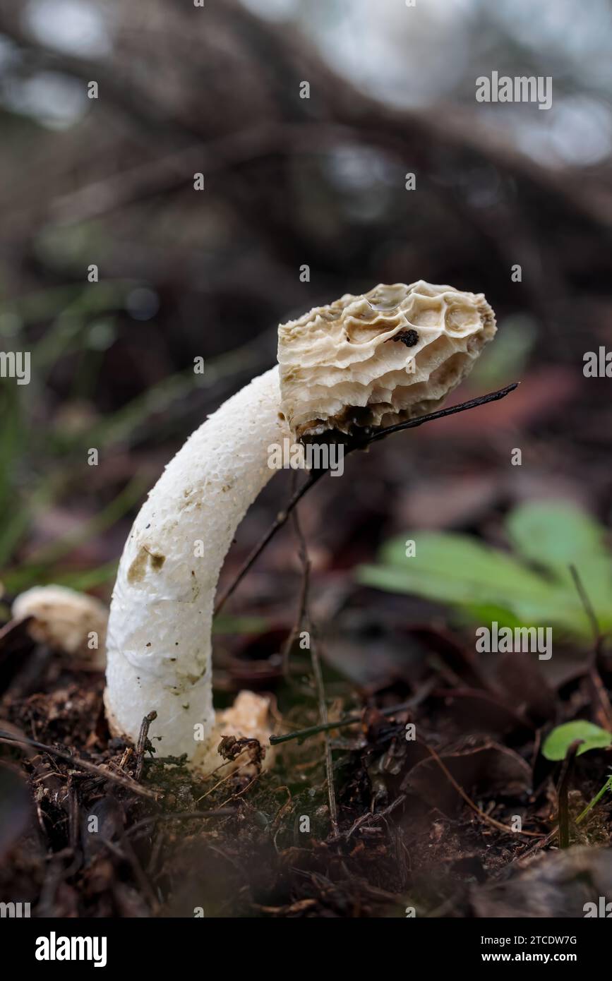 Ein Phallus impudicus Pilz, der in einem üppig grünen Wald wächst Stockfoto
