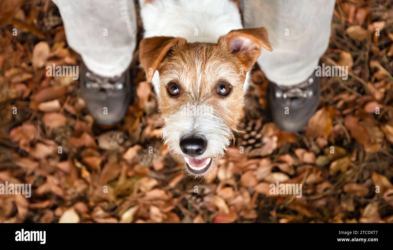 Niedliches lustiges Hündchen, das zwischen den Beinen des Besitzers im Herbstwald schaut. Haustierwandern, Banner für Wanderungen im Freien. Stockfoto