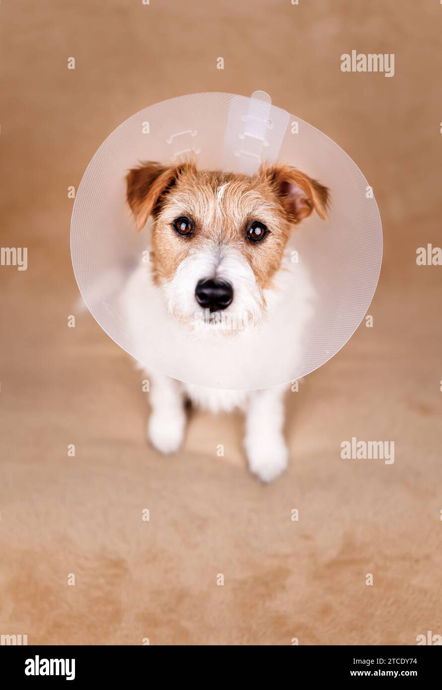 Süßer gesunder erholender Hund mit Trichterhalsband. Schutz nach Laichoperation, vertikaler Hintergrund. Stockfoto