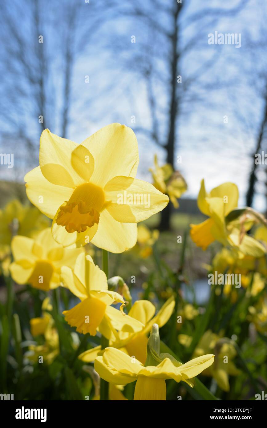 Narzissus Februar Gold, Narzissen Februar Gold, früh blühende Narzissen, hellgelbe Blüten, dunklere gelbe Trompeten Stockfoto