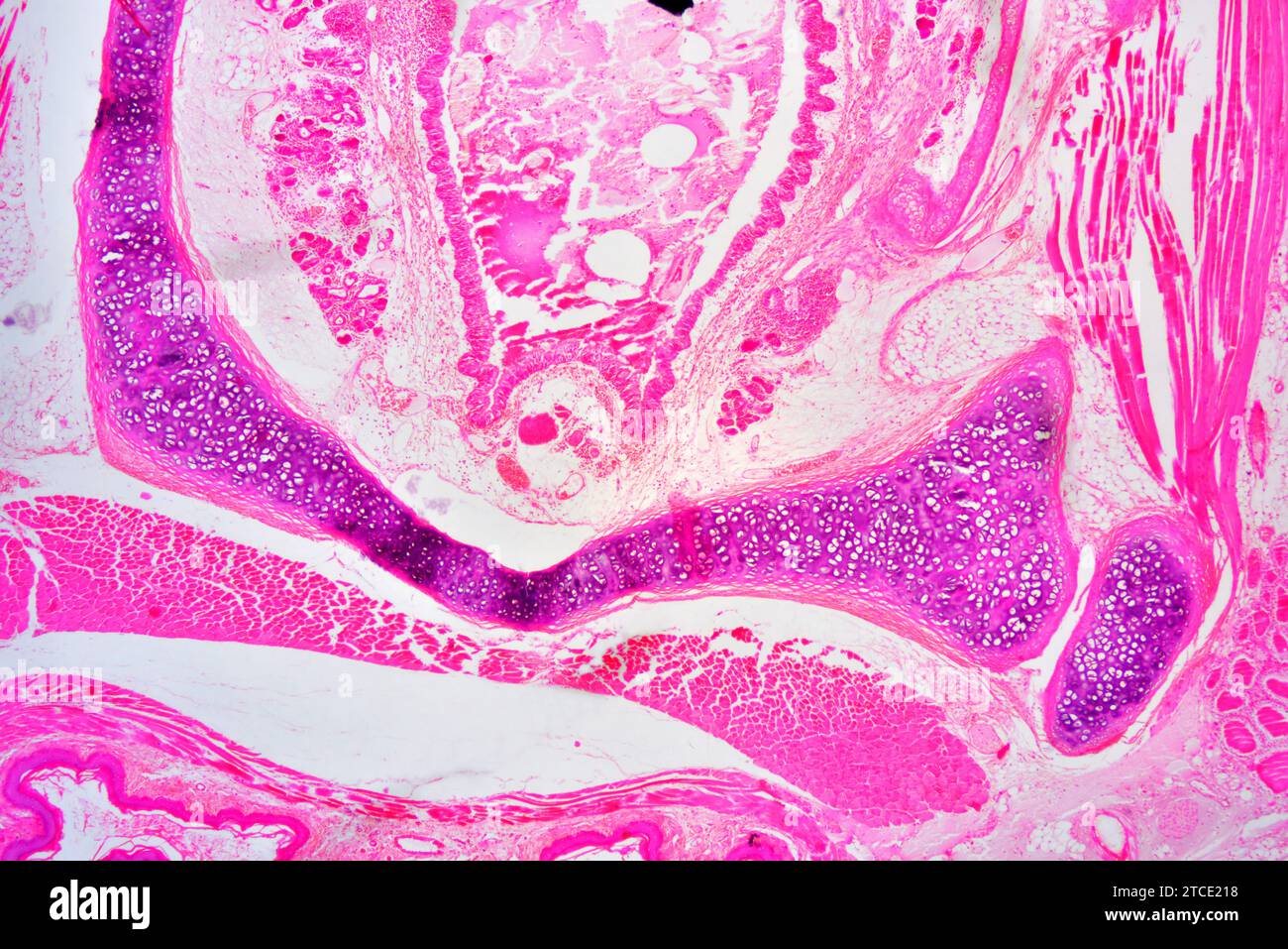 Trachea- oder Luftröhrenquerschnitt. Optisches Mikroskop X40. Stockfoto