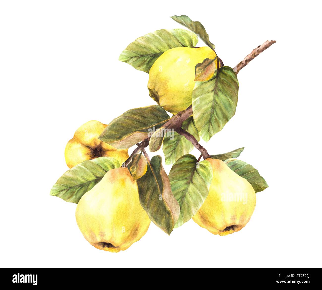 Handbemalt Aquarell gelbe Quitte ganze Früchte mit Blättern hängen an einem Ast, Bäume. Clipart-Illustration für Aufkleber, Logo, Speisen oder Getränke Stockfoto