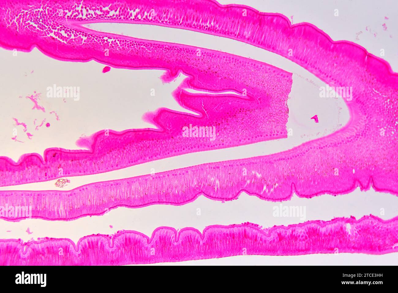 Einfaches Säulenepithel (Ascaris-Darm). Optisches Mikroskop X100. Stockfoto
