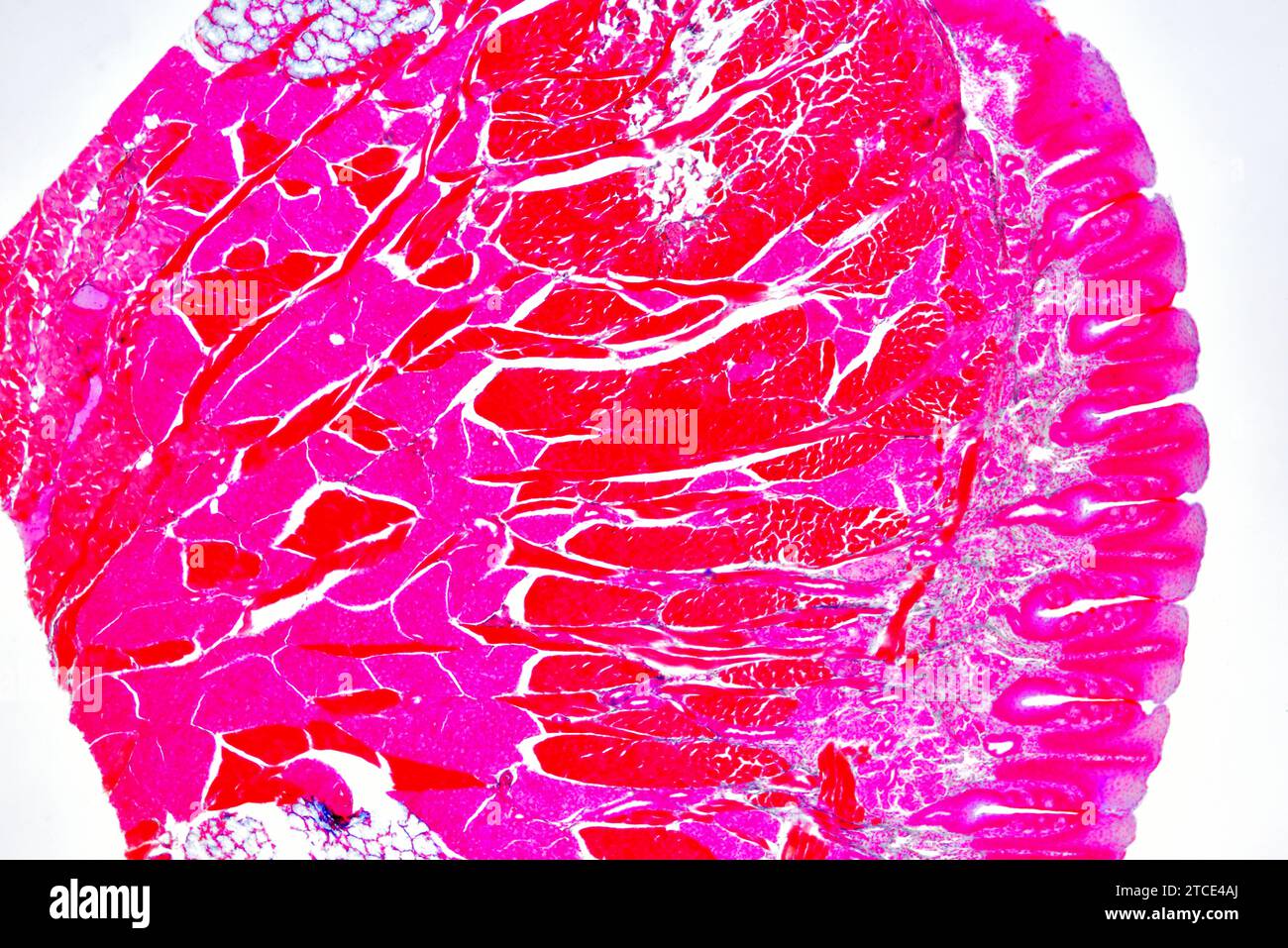 Zungenschnitt mit lingualen Papillen, Geschmacksnerven, gustatorischen oder von Ebner Drüsen, quergestreifte Muskeln und Bindegewebe. Optisches Mikroskop X40. Stockfoto