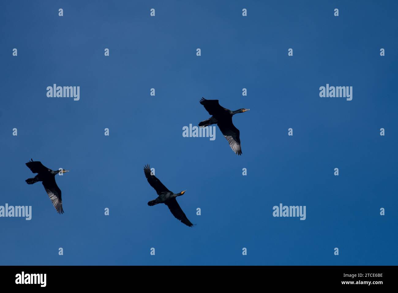 Drei doppelwandige Kormorane fliegen über einen blauen Himmel Stockfoto