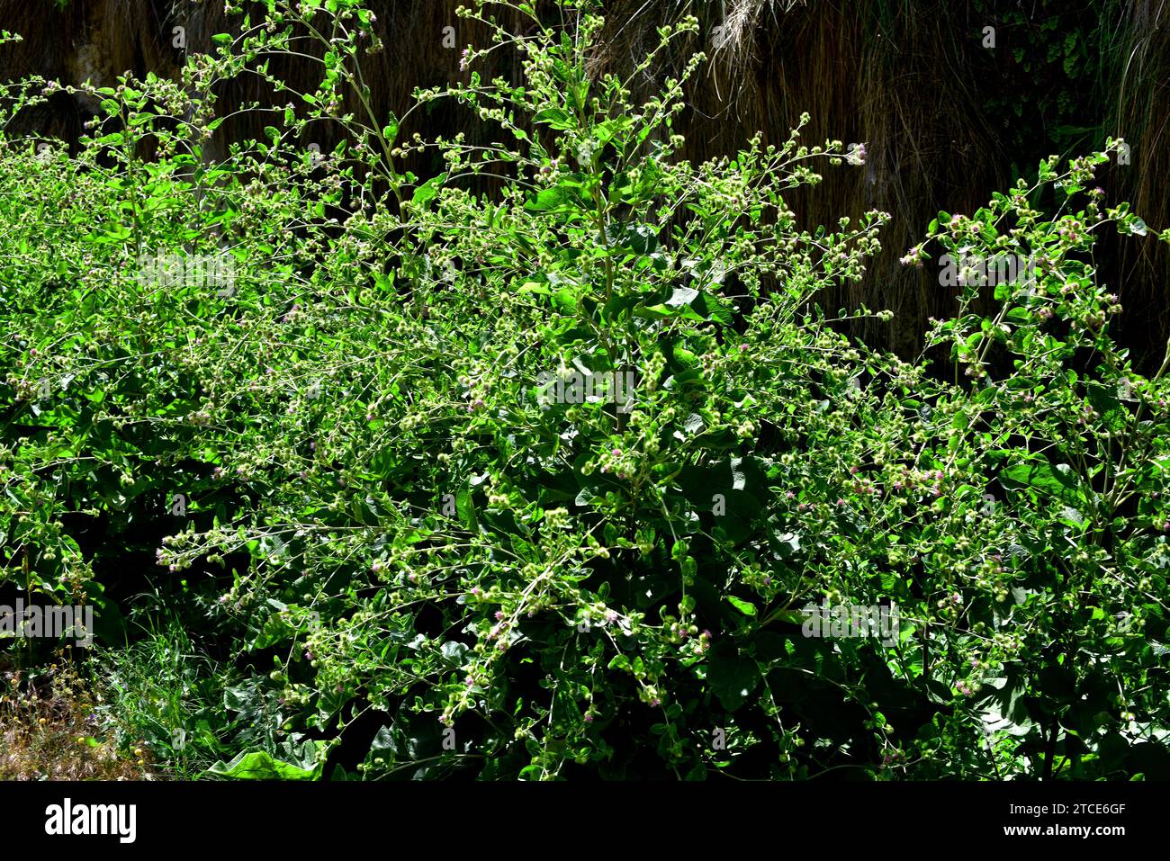 Klette (Arctium lappa) ist eine zweijährige Pflanze aus Eurasien. Seine Wurzeln sind essbar. Dieses Foto wurde in Alicun de las Torres, Granada, an gemacht Stockfoto