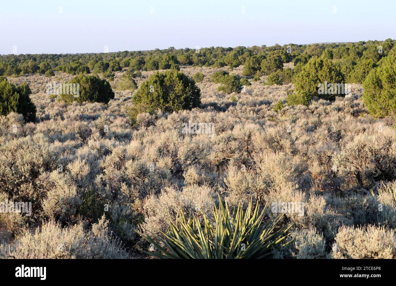 Big Sagebrush (Artemisia tridentata) ist ein großer Sträucher, der im Westen der USA beheimatet ist. Am unteren westlichen Wacholder (Juniperus occidentalis). Dieses Foto wurde von mir gemacht Stockfoto