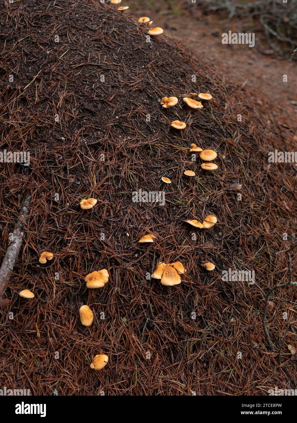 Ameisenhügel im Wald mit Pilzen Stockfoto