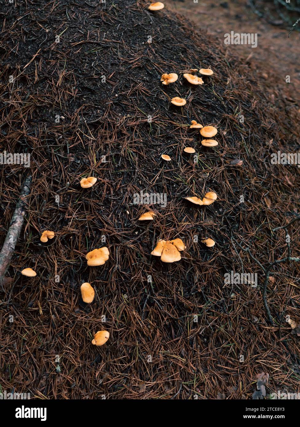 Ameisenhügel im Wald mit Pilzen Stockfoto