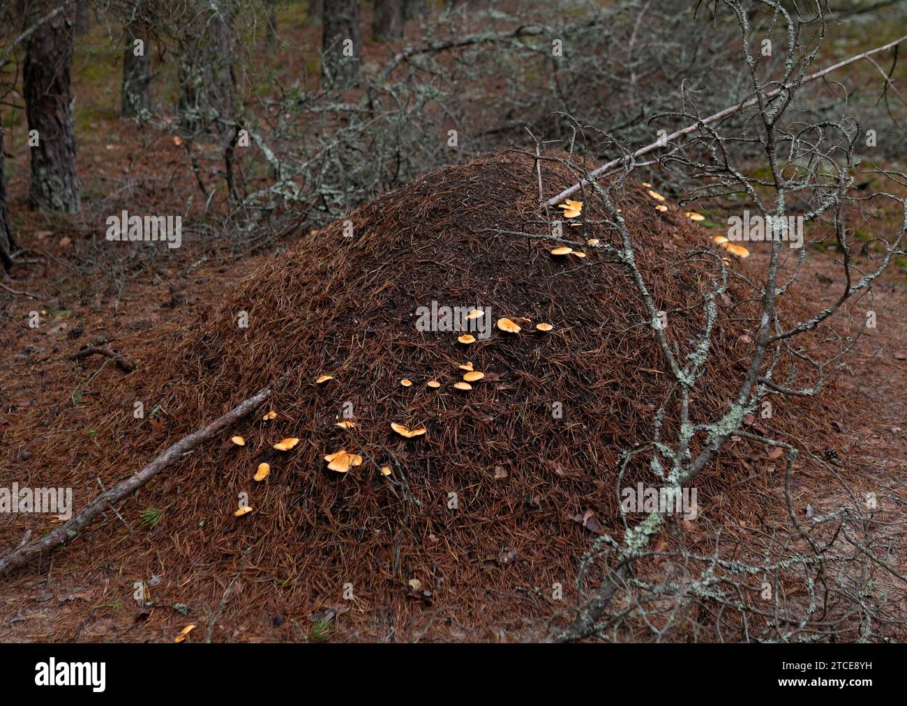 Ameisenhügel im Wald mit Pilzen Stockfoto