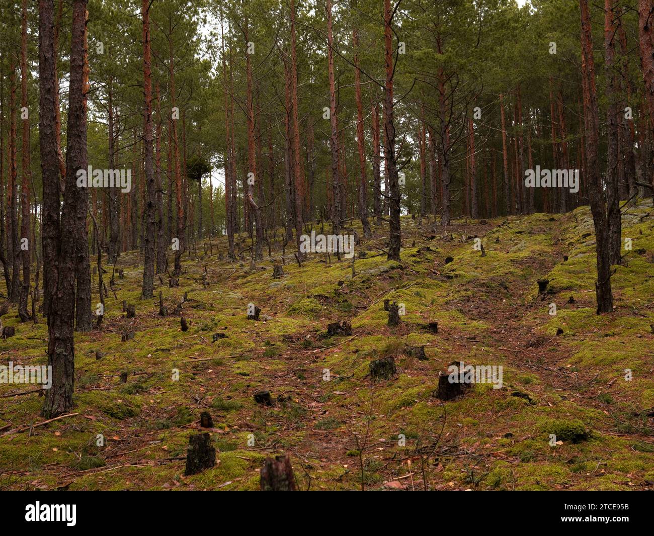 Grüner Herbstwald gefällt Baumstümpfe Stockfoto