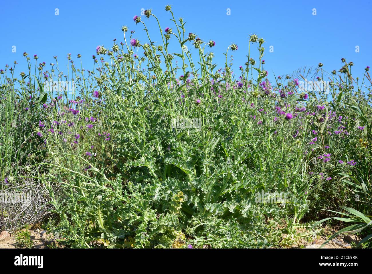 Mariendistel (Silybum marianum) ist eine jährliche oder zweijährige Stachelpflanze aus Eurasien. Dieses Foto wurde in Tordera, Barcelona, Katalonien, Spanien aufgenommen Stockfoto