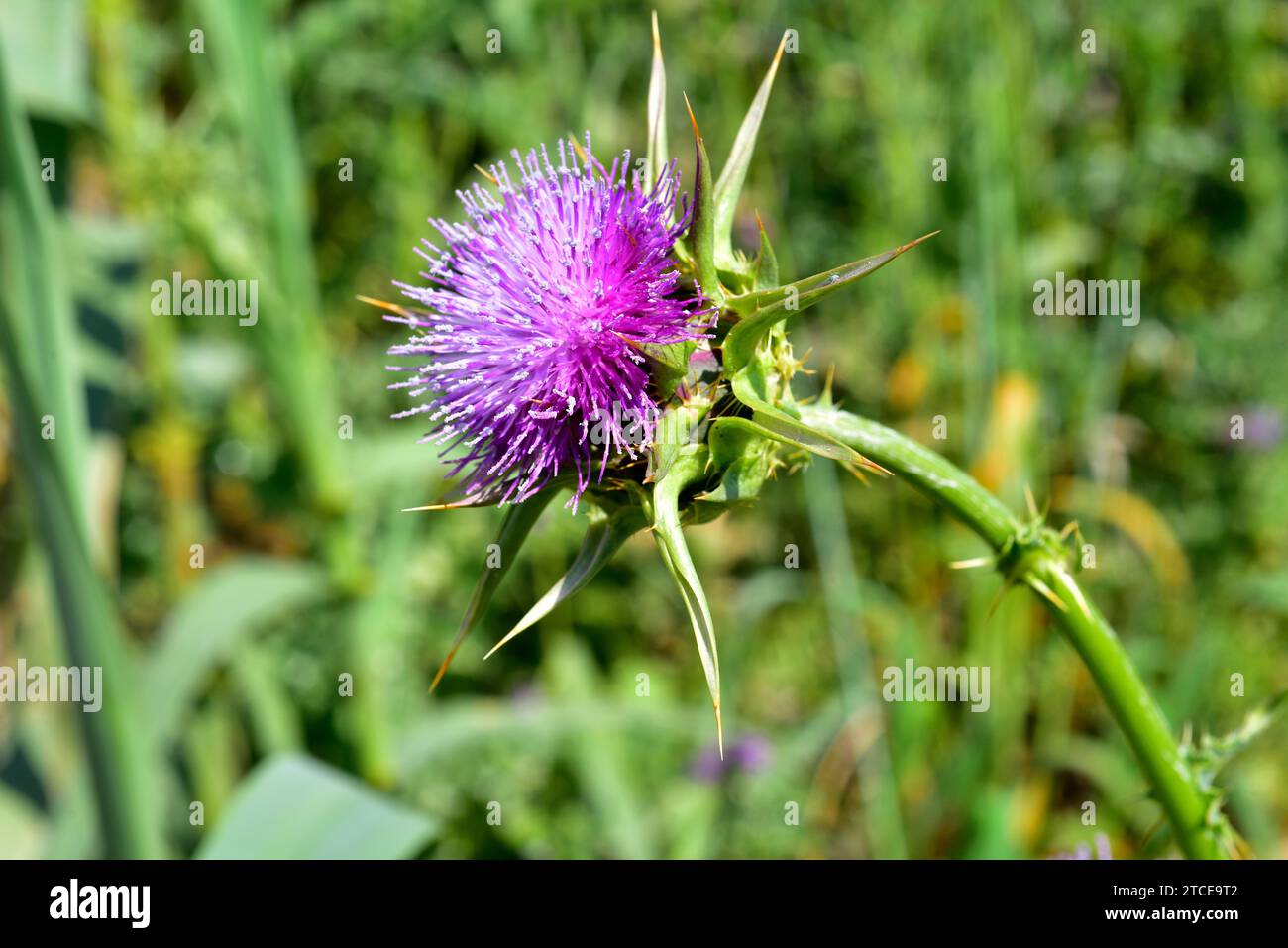 Mariendistel (Silybum marianum) ist eine jährliche oder zweijährige Stachelpflanze aus Eurasien. Blütenstand-Detail. Dieses Foto wurde in Tordera aufgenommen, Barce Stockfoto