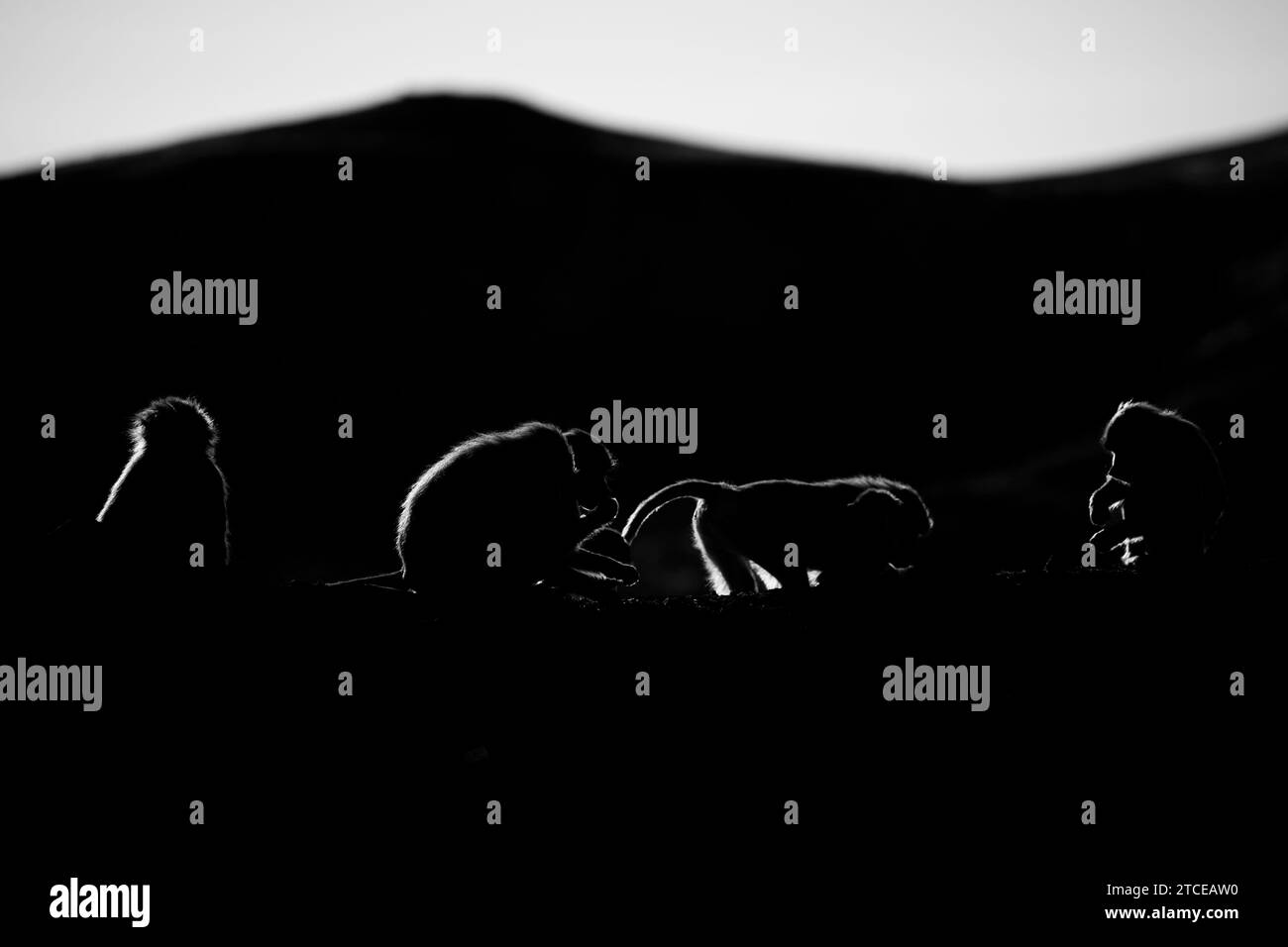 Silhouette eines Affen in dunklem Hintergrund. Hamadryas Pavian, Papio hamadryas, Asir Mountains, Saudi Arabien. Stockfoto
