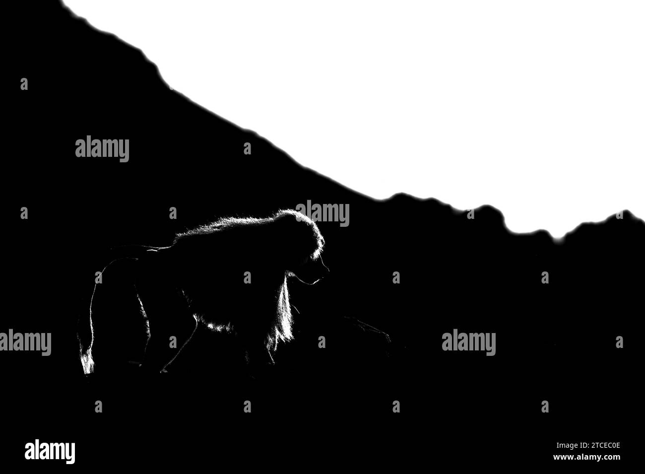Silhouette eines Affen in dunklem Hintergrund. Hamadryas Pavian, Papio hamadryas, Asir Mountains, Saudi Arabien. Stockfoto