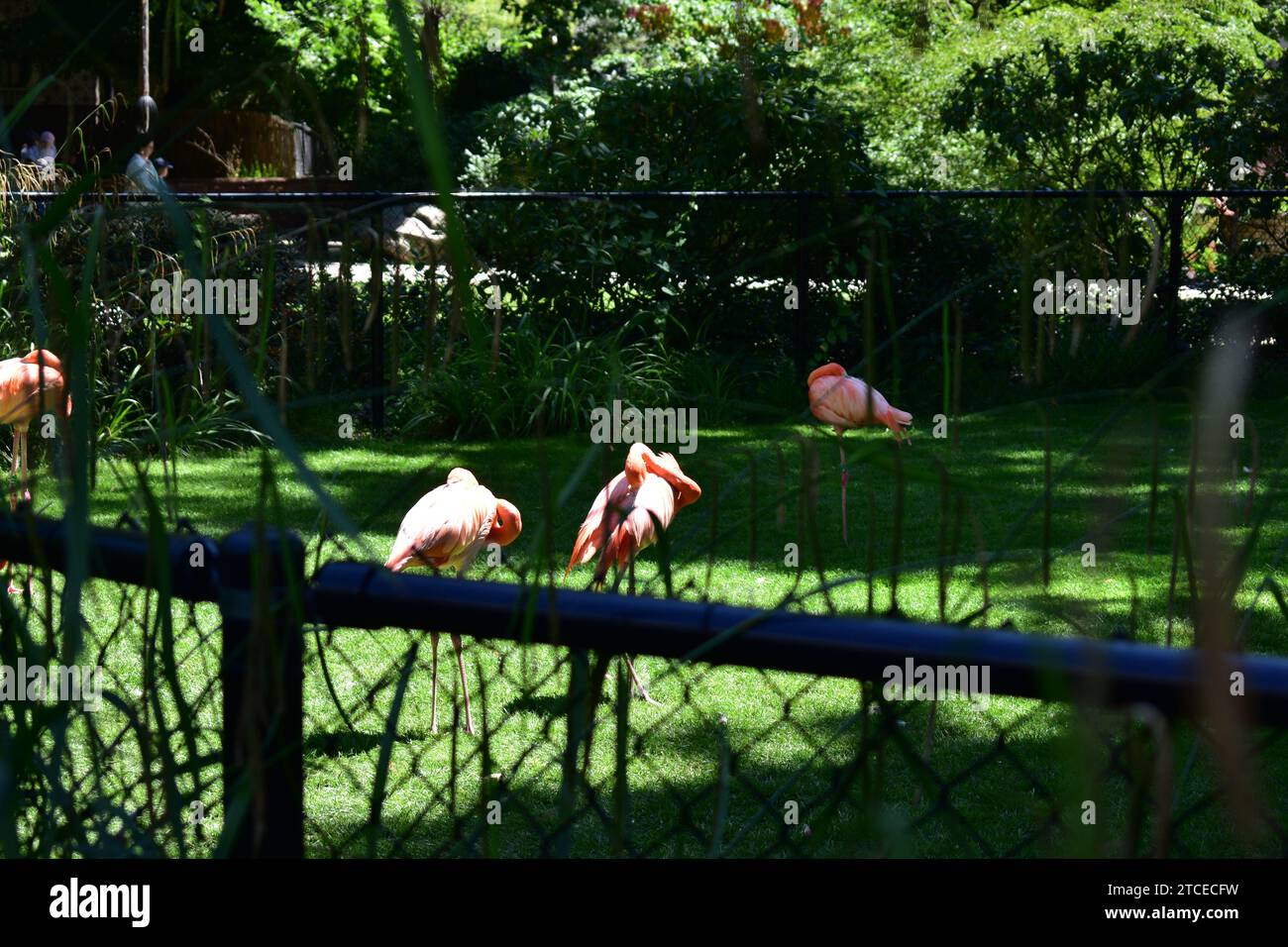 Rosafarbene Flamingos, die sich im Sonnenlicht zwischen den Schilfen im unscharfen Vordergrund des Antwerpener Stadtzoos aufhalten Stockfoto